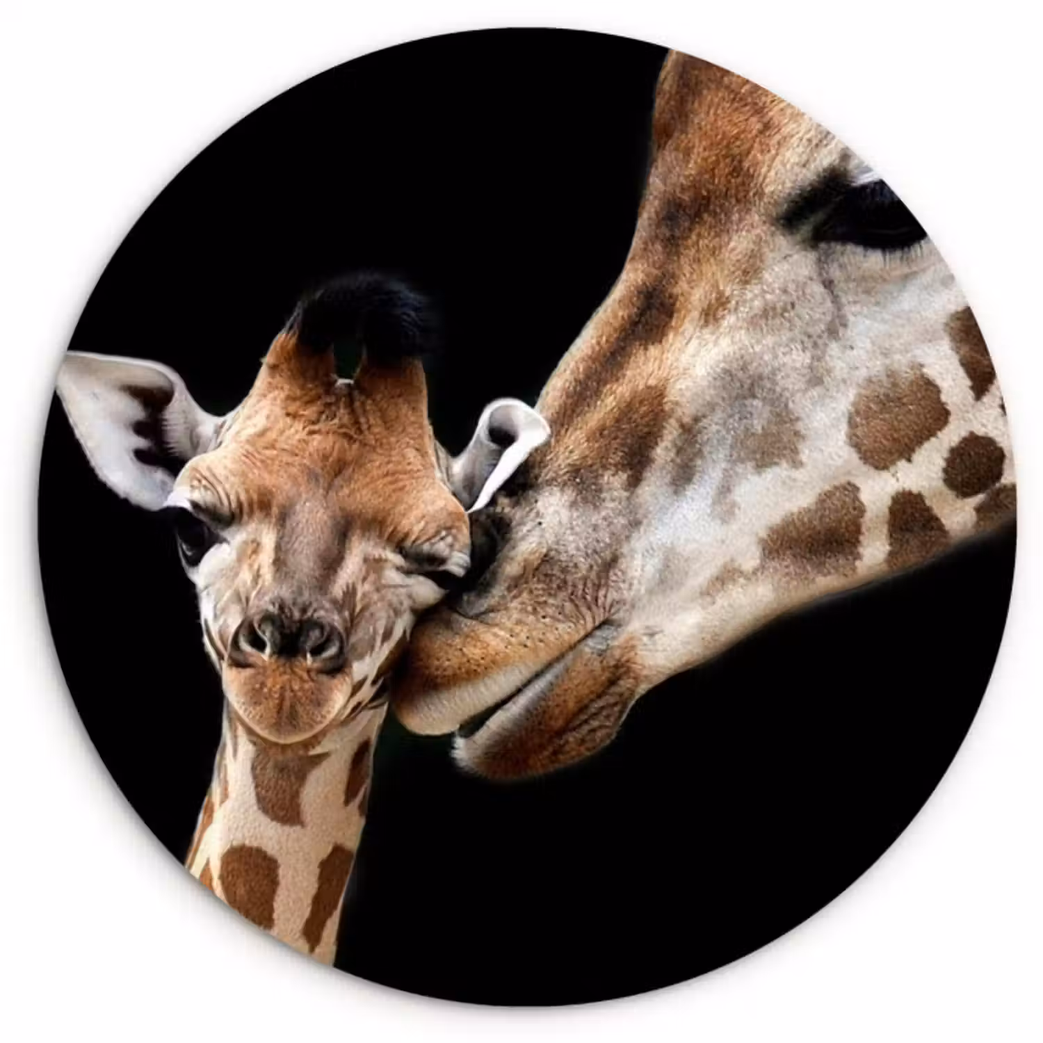 Muurcirkel - Giraffe - Dieren - Zwart - Portret - Dieren