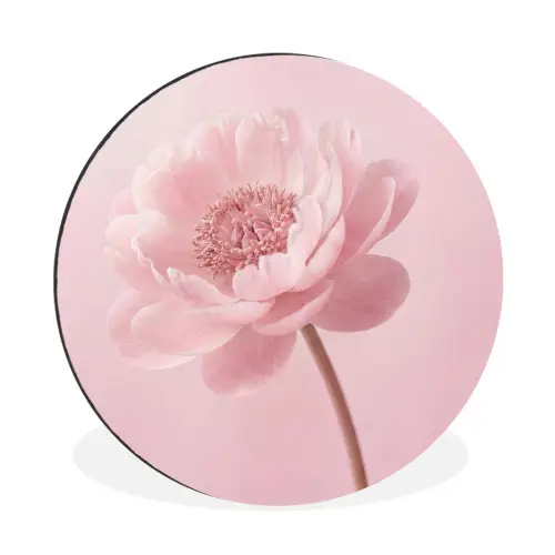 Bloem - Pioenroos - Roze Wandcirkel aluminium klein -3d