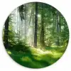Natuur - Bomen - Bos - Groen - Zon - Gras - Planten Wandcirkel kunststof plaat 5mm dik klein -3d