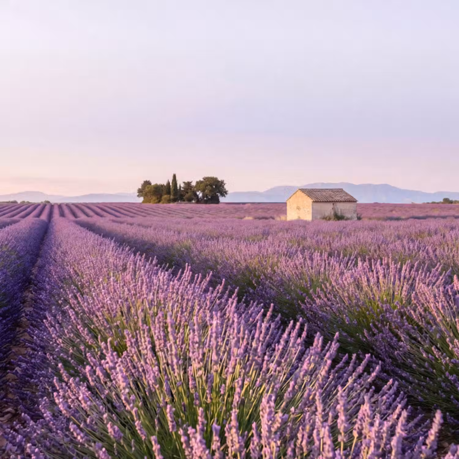 Behang - Lavendel - Landschap - Sereen - Paars