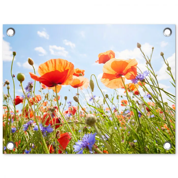 Bloemen - Klaproos - Lente - Natuur - Rood - Blauw tuinposter los doek klein -3d