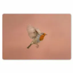 Roodborst - Natuur - Roze Placemat vinyl groot -zzsfeer1_Kitchenyeah-website