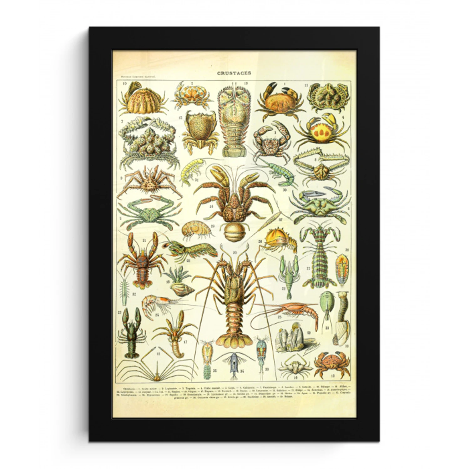 Kreeft - Dieren - Zeedieren - Vintage - Adolphe Millot fotolijst zwart zonder passe partout klein -3d
