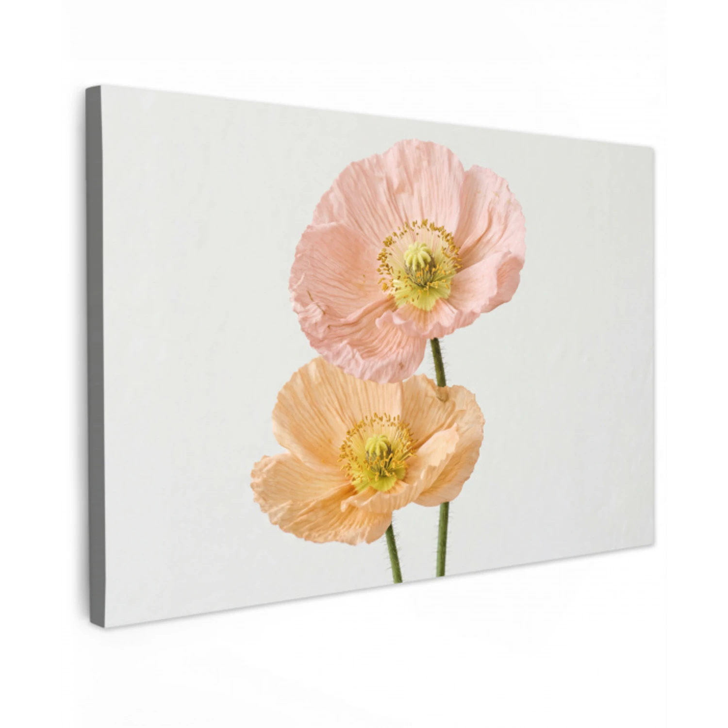 Papavers - Botanisch - Roze canvas 2cm klein -z3d