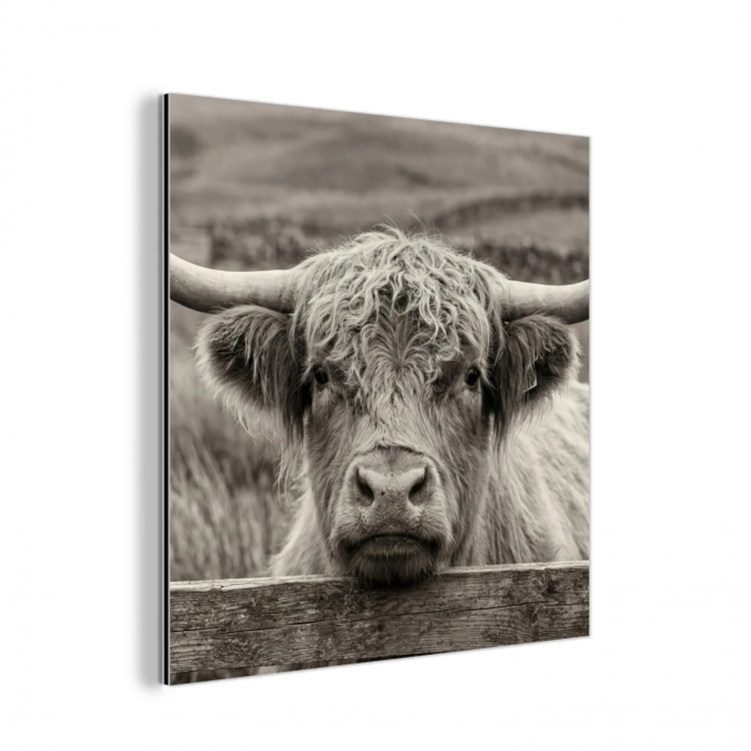 Schotse hooglander - Zwart - Wit - Hout aluminium wit klein -3d