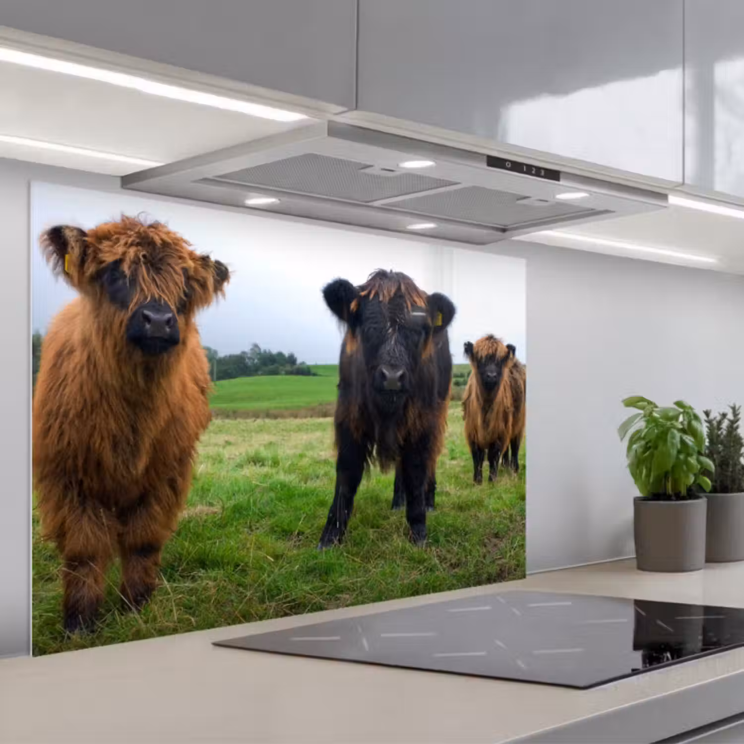 Spatscherm keuken - Schotse hooglander - Koeien - Natuur - Groen - Gras