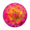 Roze - Dahlia - Kleurrijk Wandcirkel aluminium klein -3d