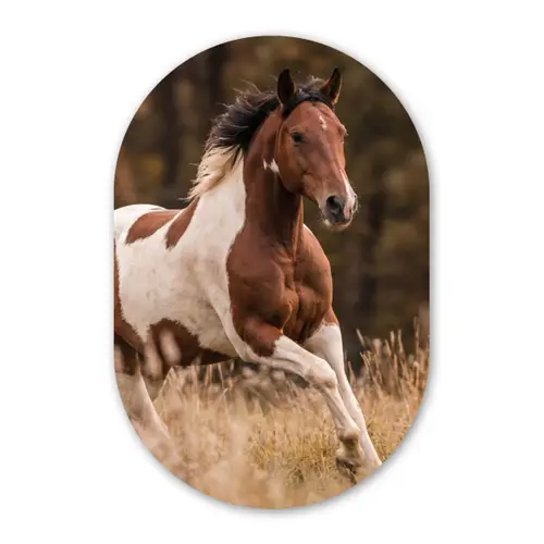 Paard - Bruin - Gras Wandcirkel Ovaal Forex klein -3d