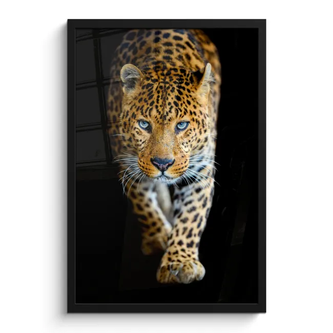 Photo Frame - Leopard - Animals - Portrait - Wildlife - Black