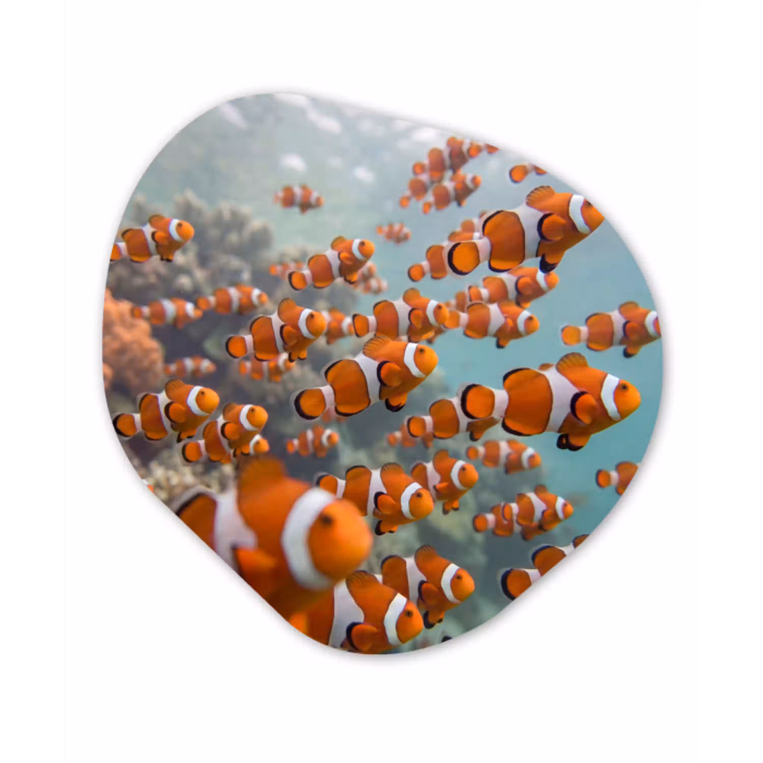 Vis - School - Onderwater - Dieren - Oranje Wandcirkel Organisch Aluminium middel -3d