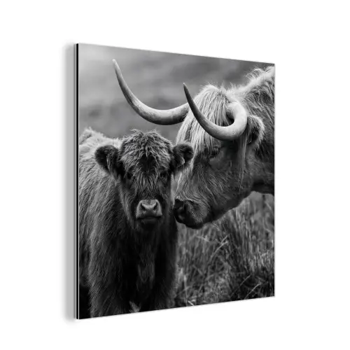 Schotse hooglander - Kalf - Zwart - Wit aluminium wit klein -3d