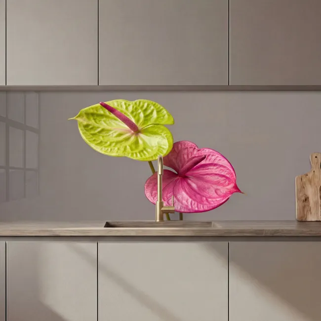 Küchenrückwand - Pflanzen - Anthurium - Grün - Rosa