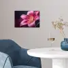 Roze - lelie - Dauwdruppels poster papier klein -sfeer3