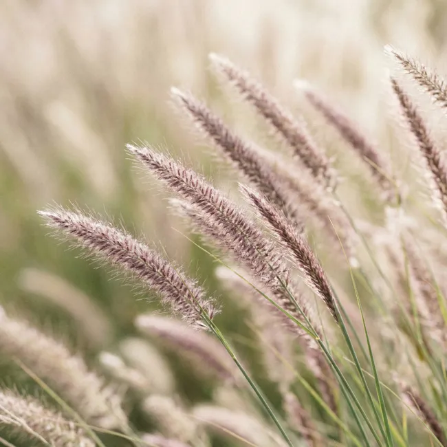 Behang - Gras - Close up - Groen