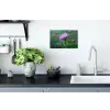 Aster - Paars - Bloem - Blaadjes Muursticker klein -keuken