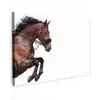 Paard - Springen - Modern Tuinposter op houten frame 2 cm dik klein -3d