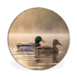 Eenden - Water - Mist - Natuur Wandcirkel aluminium klein -3d