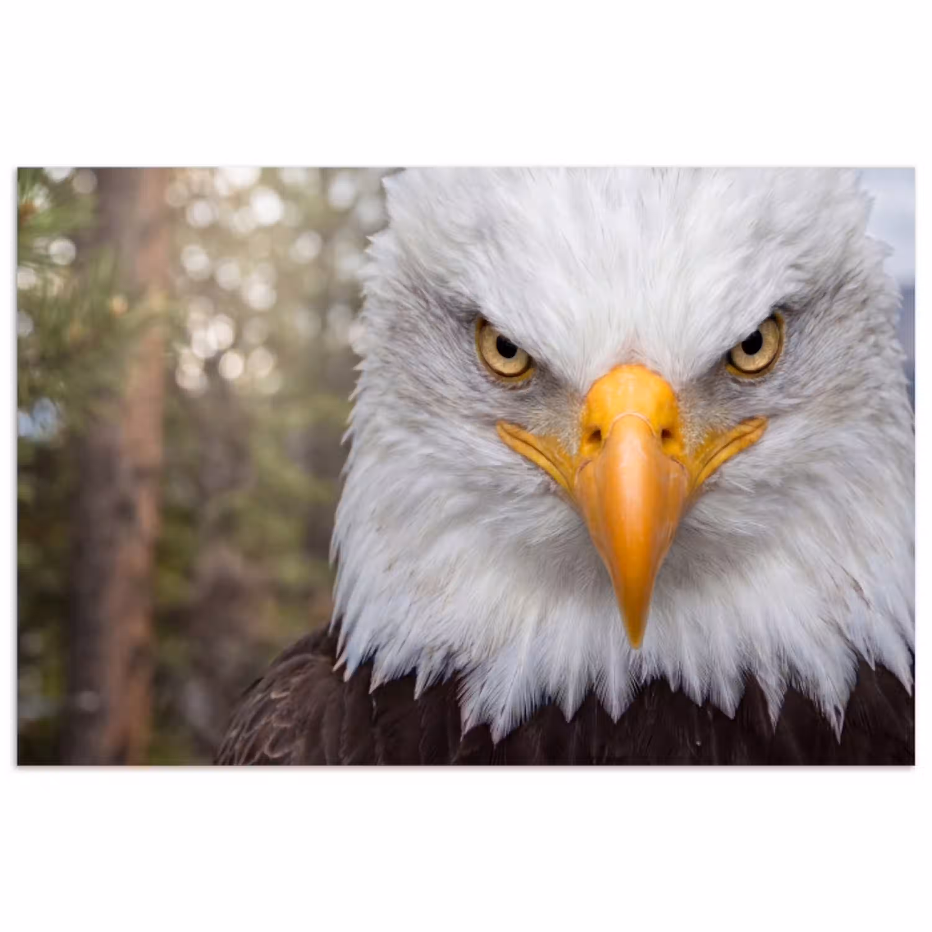 Amerikaans - Zeearend - Portret - Geel poster papier klein -3d