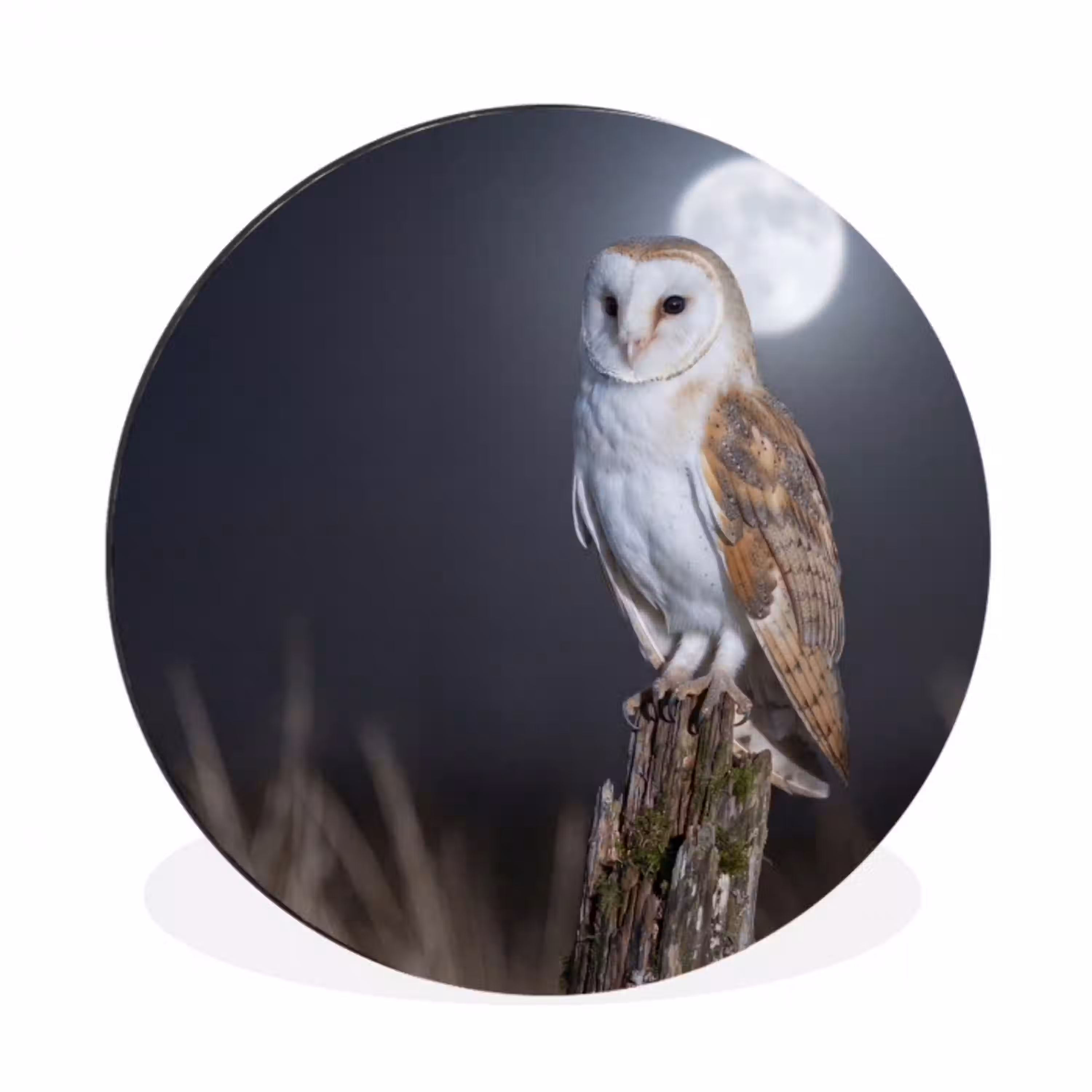 Kerkuil - Maan - Nacht Wandcirkel aluminium klein -3d