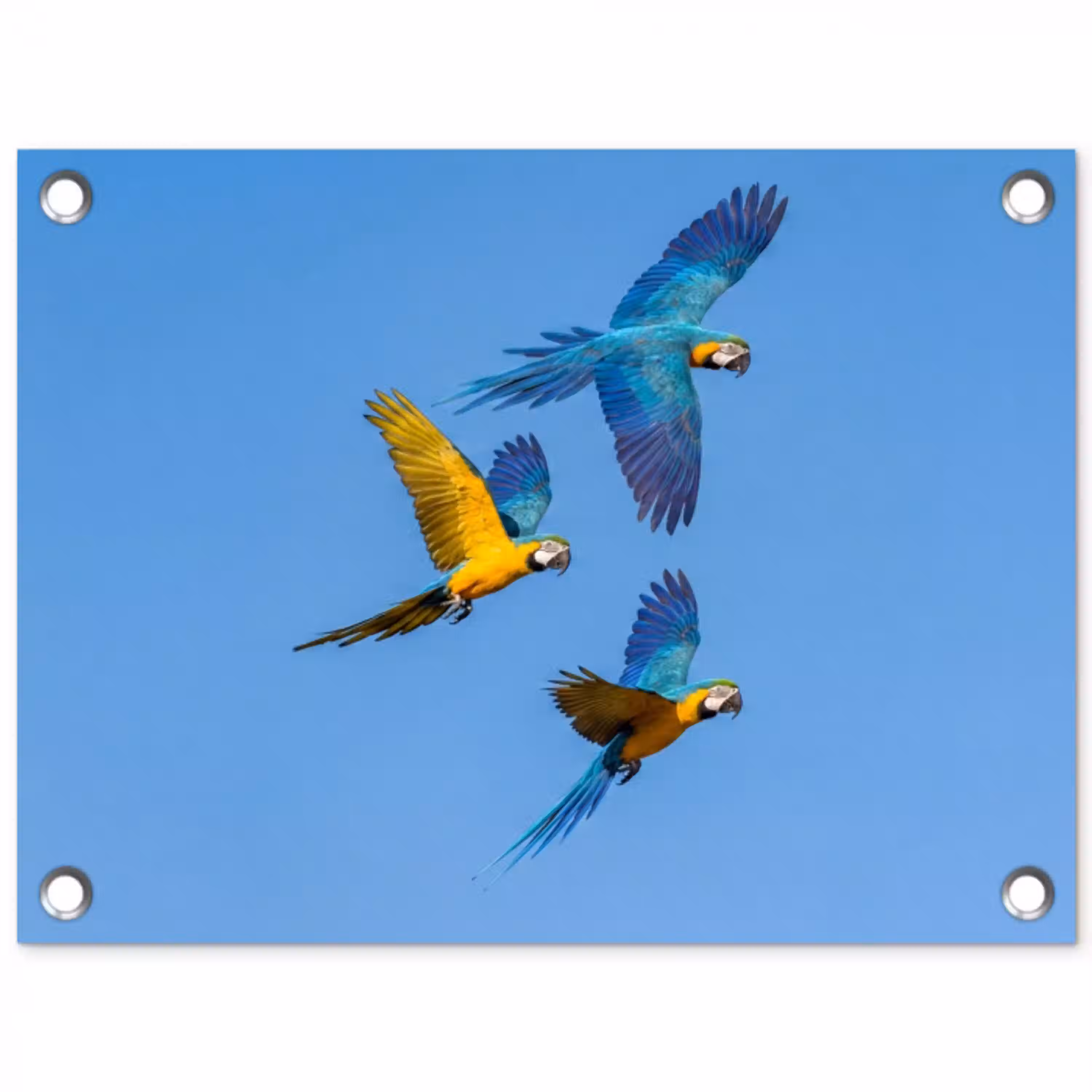 Papagaai - Vliegen - Blauw - Geel tuinposter los doek klein -3d