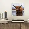 Schotse hooglander - Bruin - Water plexiglas 5mm klein -sfeer1