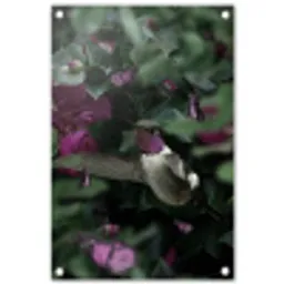 Kolibrie - Paars - Rozen tuinposter los doek klein -3d