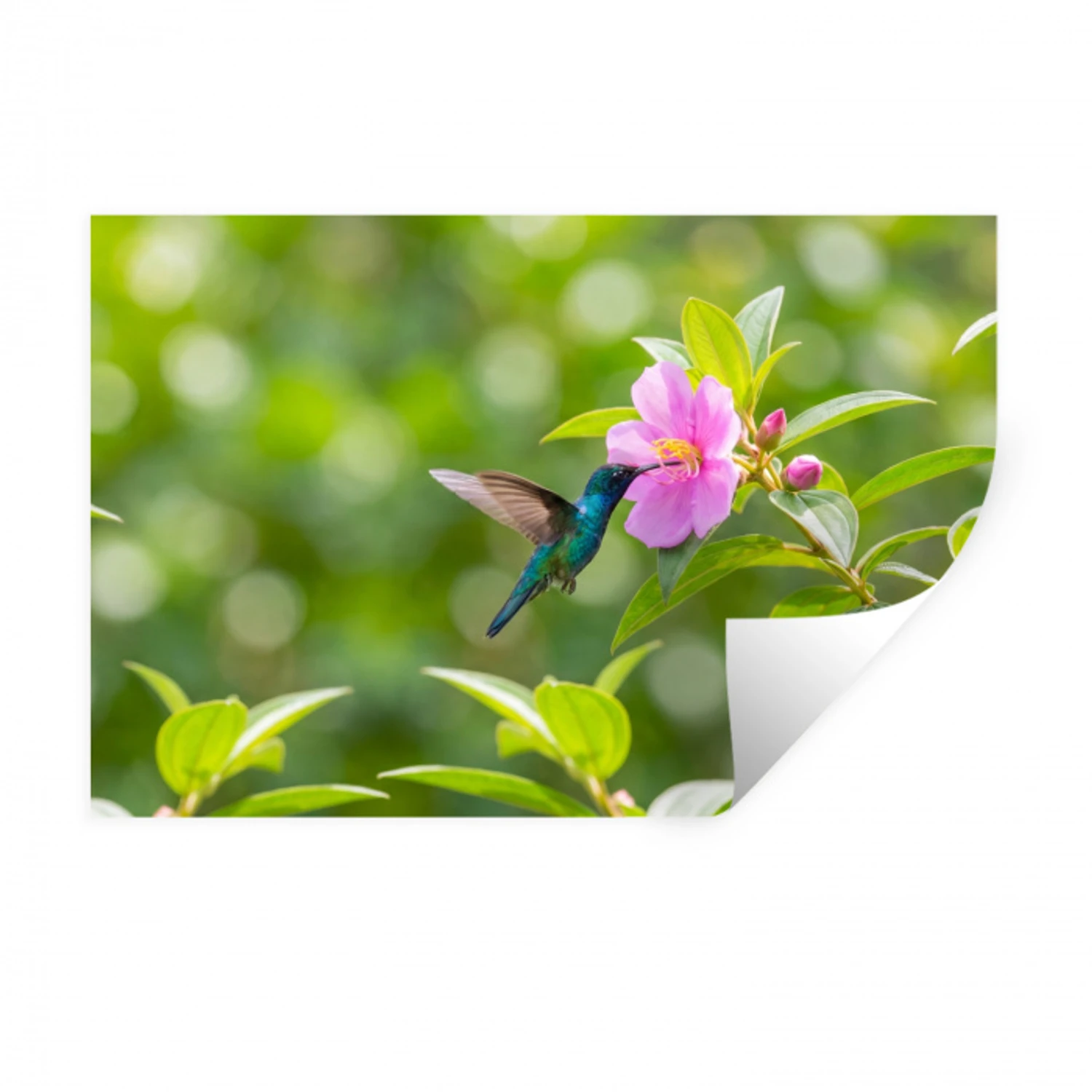 Kolibrie - Bloem - Natuur - Groen Muursticker klein -3d