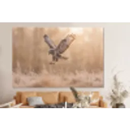 Buizerd - Roofvogel - Natuur - Bruin forex 5mm xxl -bovenbank