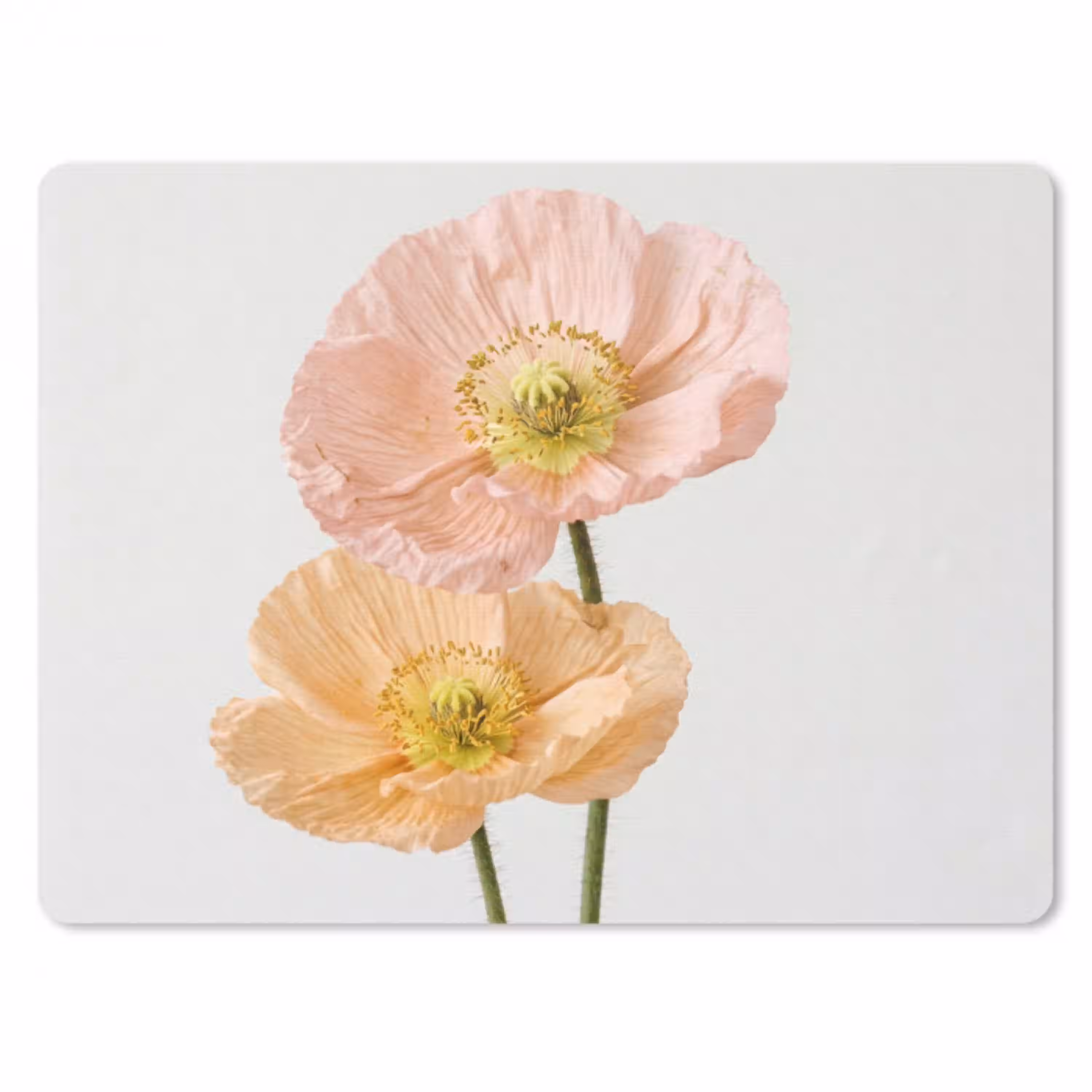 Papavers - Botanisch - Roze muismat rubber klein -3d