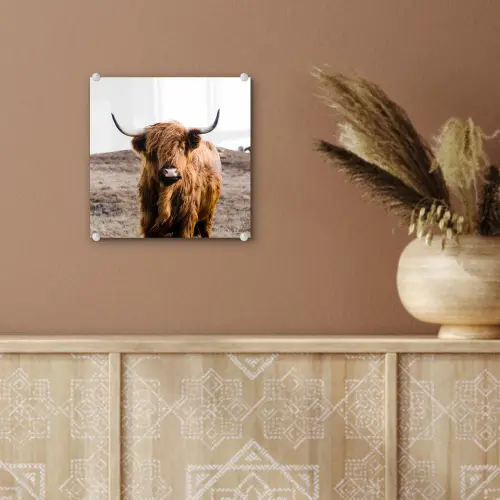 Schotse hooglander - Landschap - Koe - Bruin - Dieren - Natuur plexiglas 5mm klein -sfeer5