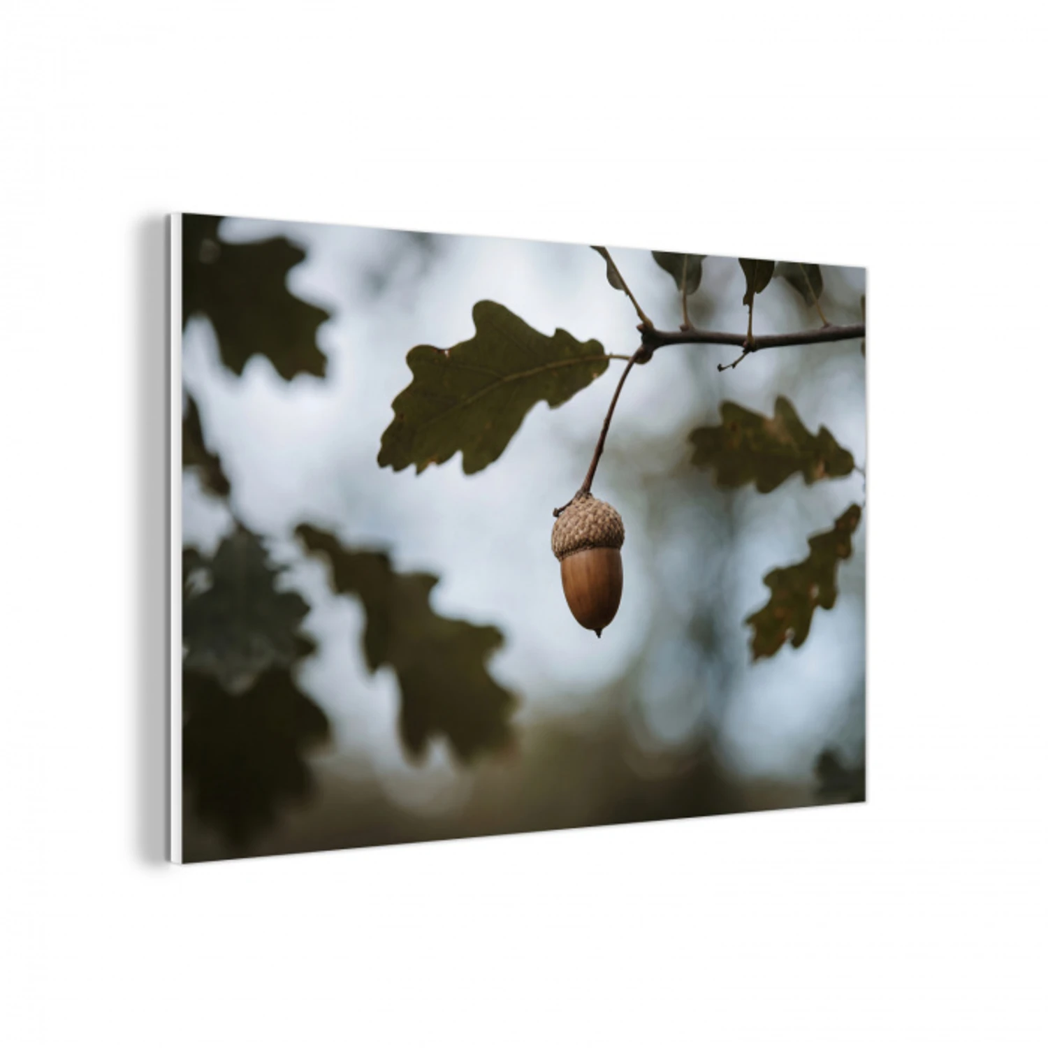 Eikel - Eikenblad - Bos - Herfst - Natuur forex 5mm xxl -3d