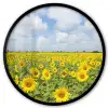 Zonnebloemen - Bloemen - Wolken - Natuur - Geel - Landschap Fotolijst rond zonder passe partout klein -3d