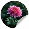 Blad - Chrysant - Roze - Schaduw Wandcirkel behangsticker klein -3d