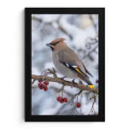 Pestvogel - Bessen - Winter - Natuur fotolijst zwart zonder passe partout klein -3d