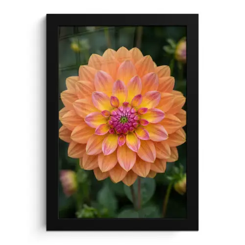 Dahlia - Bloem - Oranje fotolijst zwart zonder passe partout klein -3d