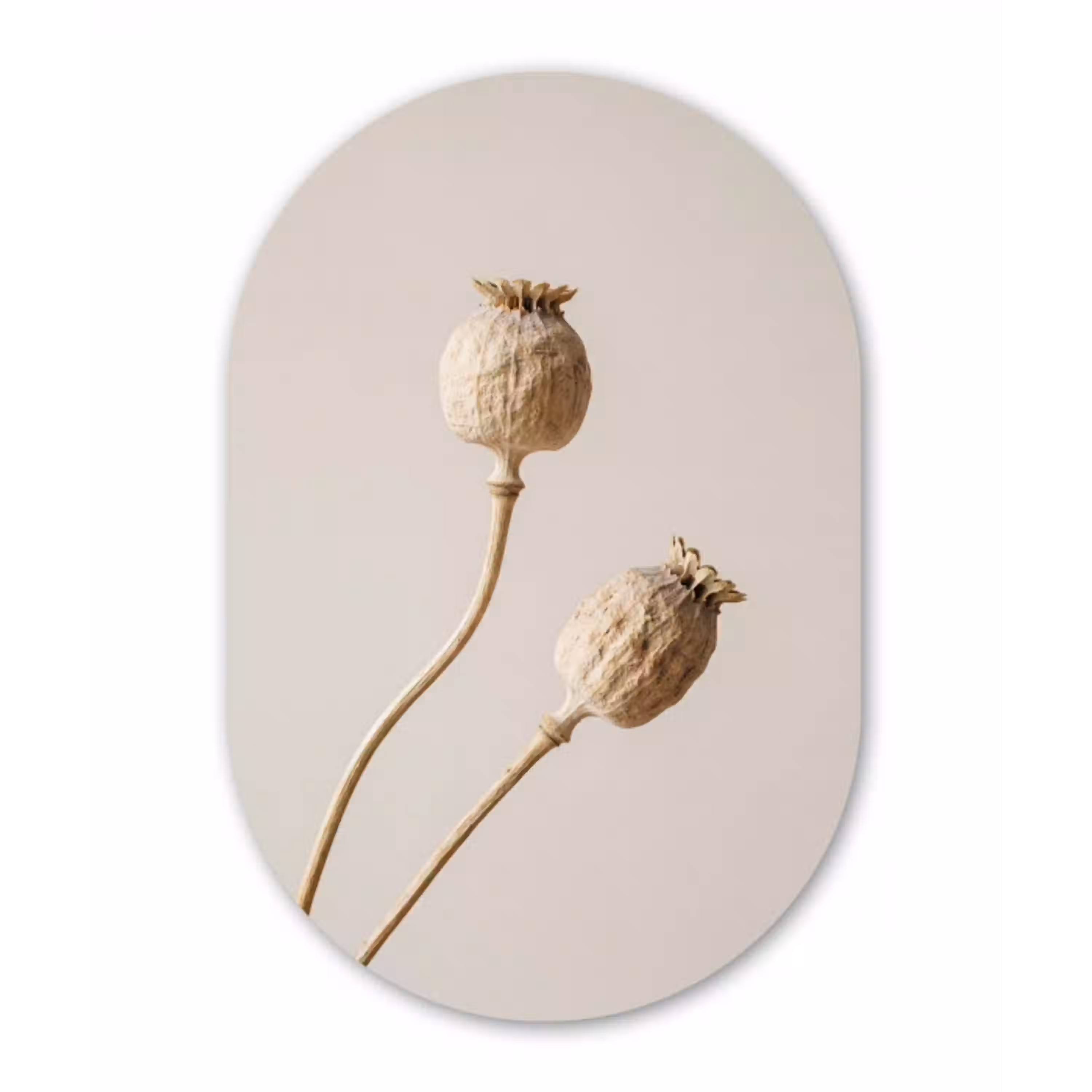 Papaverbollen - Droogbloemen - Minimalistisch - Beige - Rustig Wandcirkel Ovaal Aluminium middel -3d