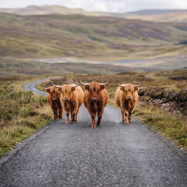 Behang - Schotse Hooglanders - Weg - Landschap - Kudde