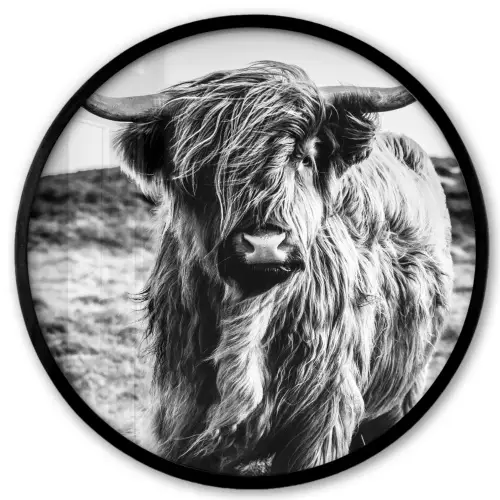 Schotse hooglander - Natuur - Koe - Zwart - Wit Fotolijst rond zonder passe partout klein -3d