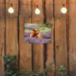 Hooglander in de Heide tuinposter los doek klein -sfeer1