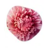Dahlia - Bloem - Close up - Roze Wandcirkel Organisch Plexiglas middel -3d