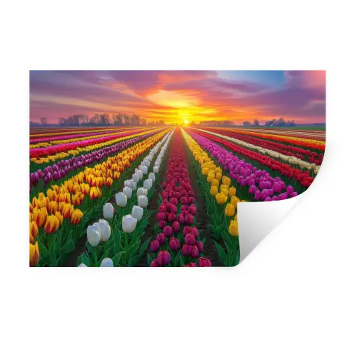 Tulpenveld - Zonsondergang - Kleurrijk Muursticker klein -3d
