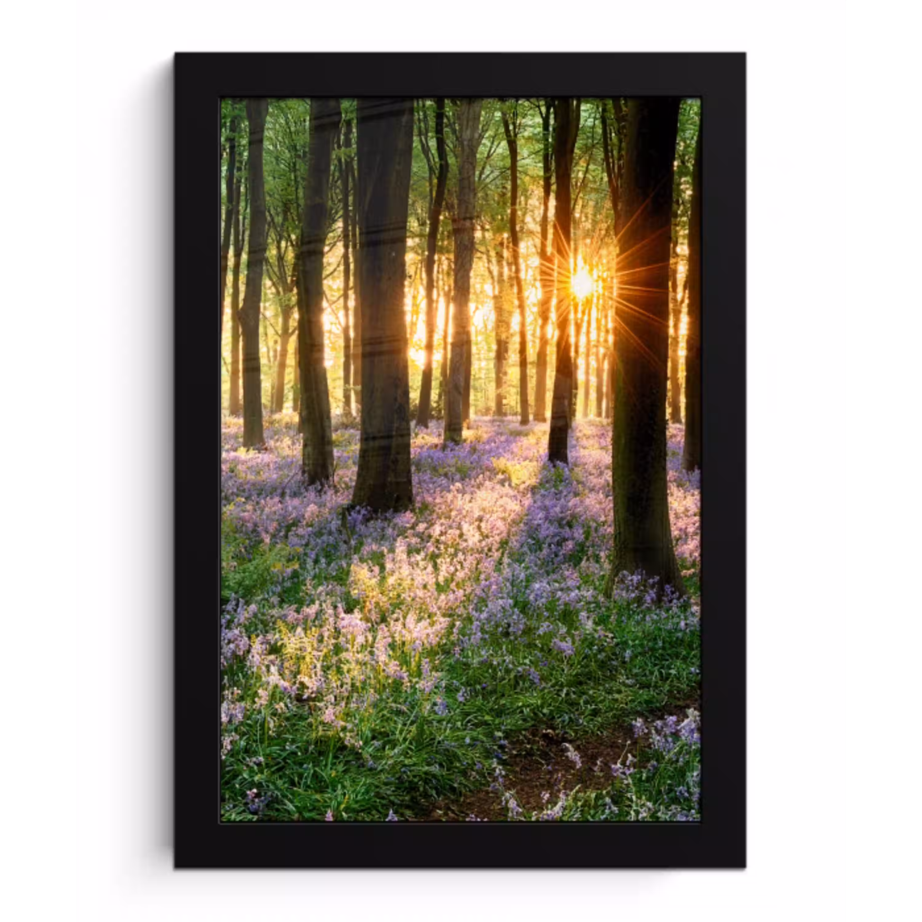 Bos - Bloemen - Lavendel - Zon - Paars - Natuur fotolijst zwart zonder passe partout klein -3d