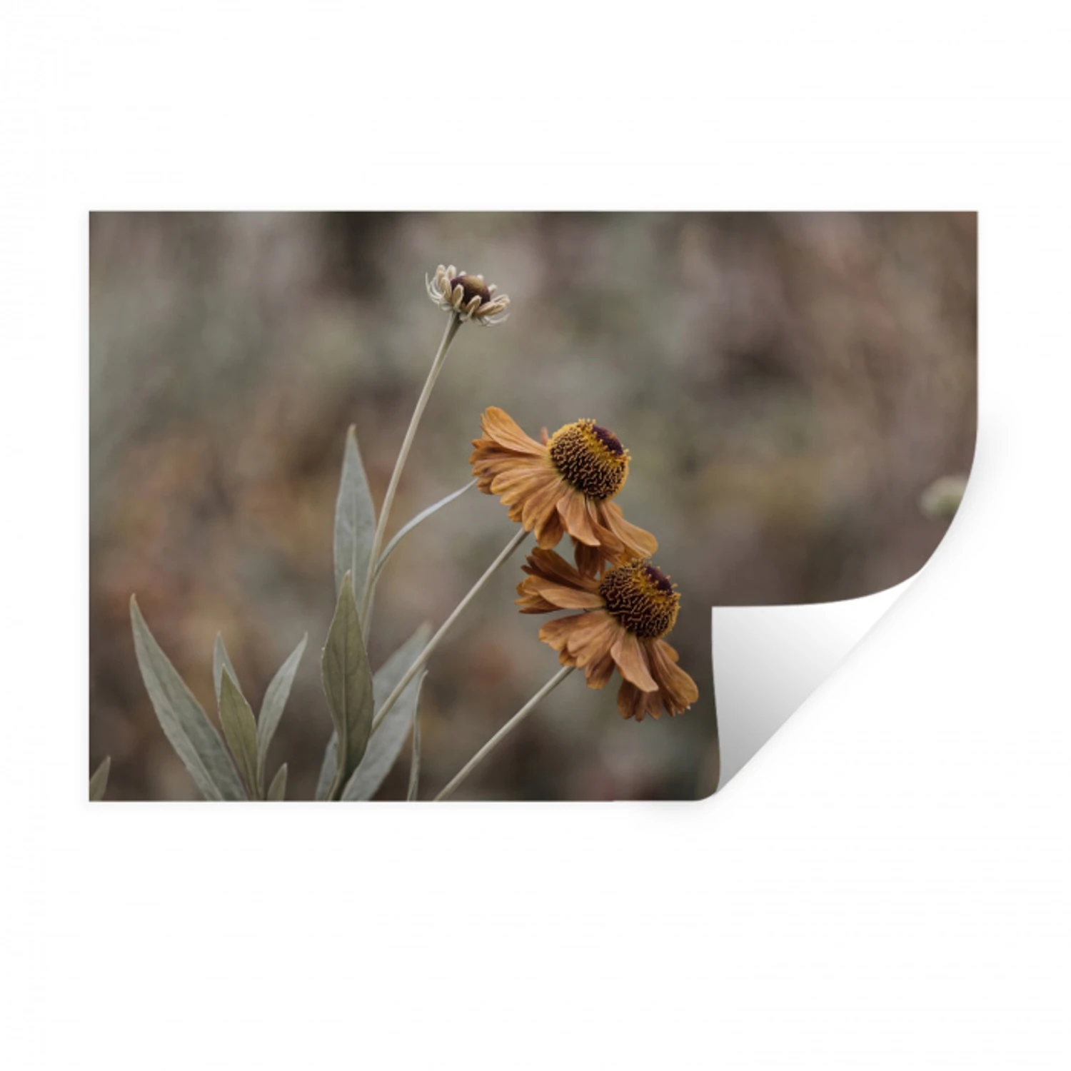 Zonnehoed - Droogbloemen - Geel - Warm Muursticker klein -3d