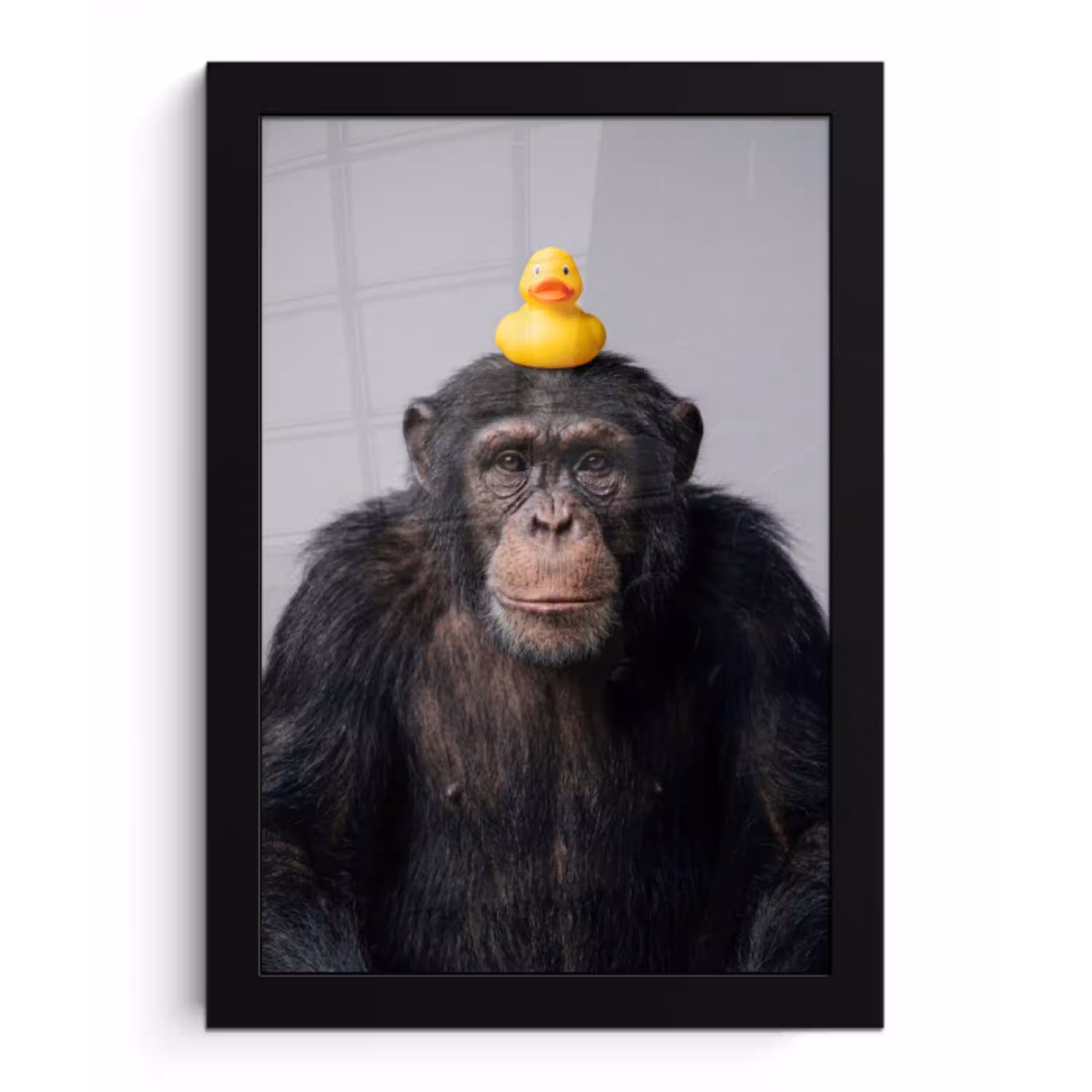 Chimpansee - Badeend - Grijs fotolijst zwart zonder passe partout klein -3d