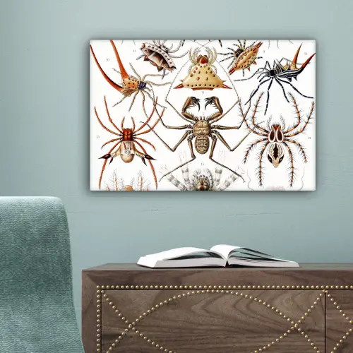 Retro - Spin - Ernst Haeckel - Spinnen canvas 2cm klein -sfeer4