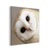 Uil - Bruin - Wit aluminium wit klein -3d
