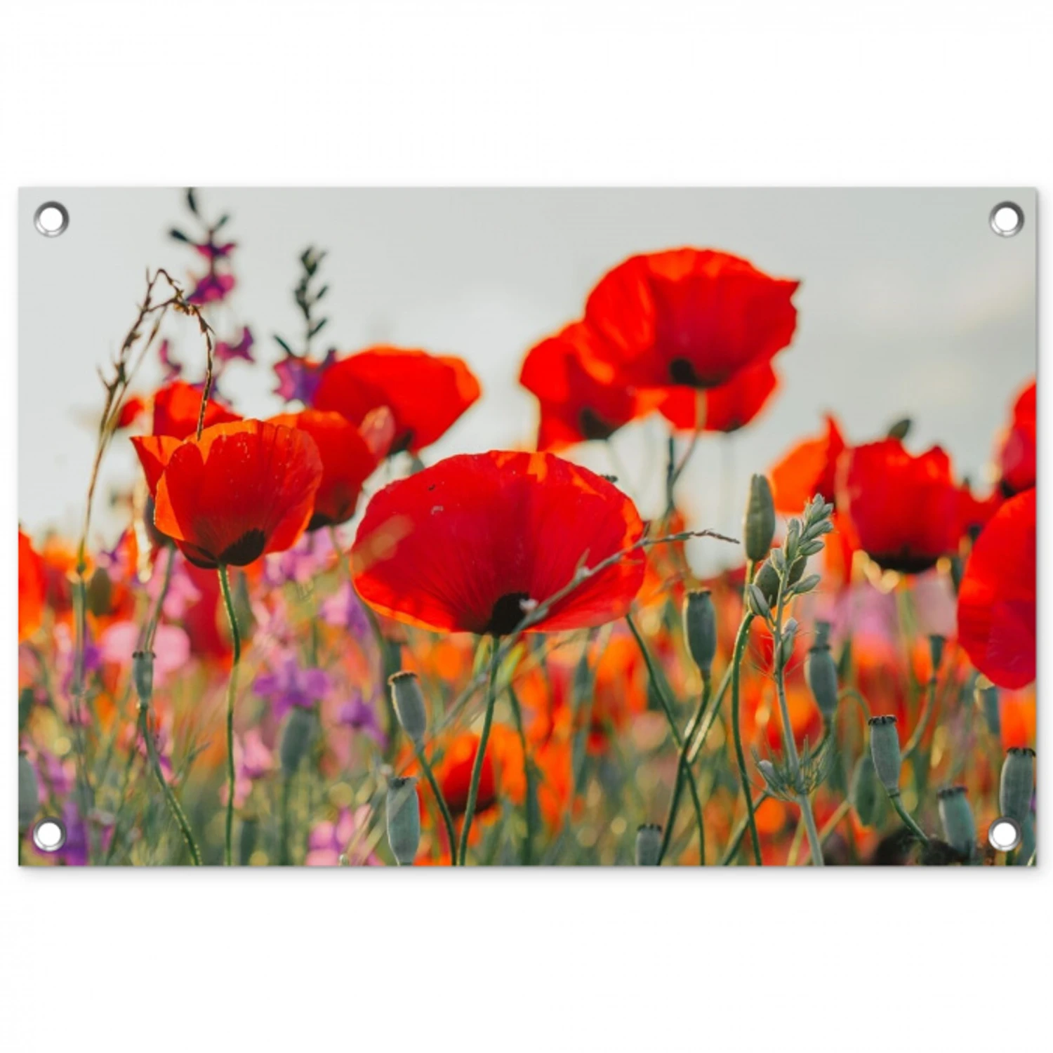 Bloeipracht van Klaprozen tuinposter los doek klein -3d