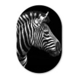 Zebra - Zwart - Wit - Portret - Dieren Wandcirkel Ovaal Forex klein -3d