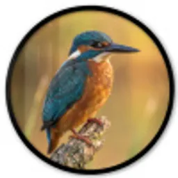 IJsvogel - Tak - Water - Kleurrijk - Levendig Fotolijst rond zonder passe partout klein -3d