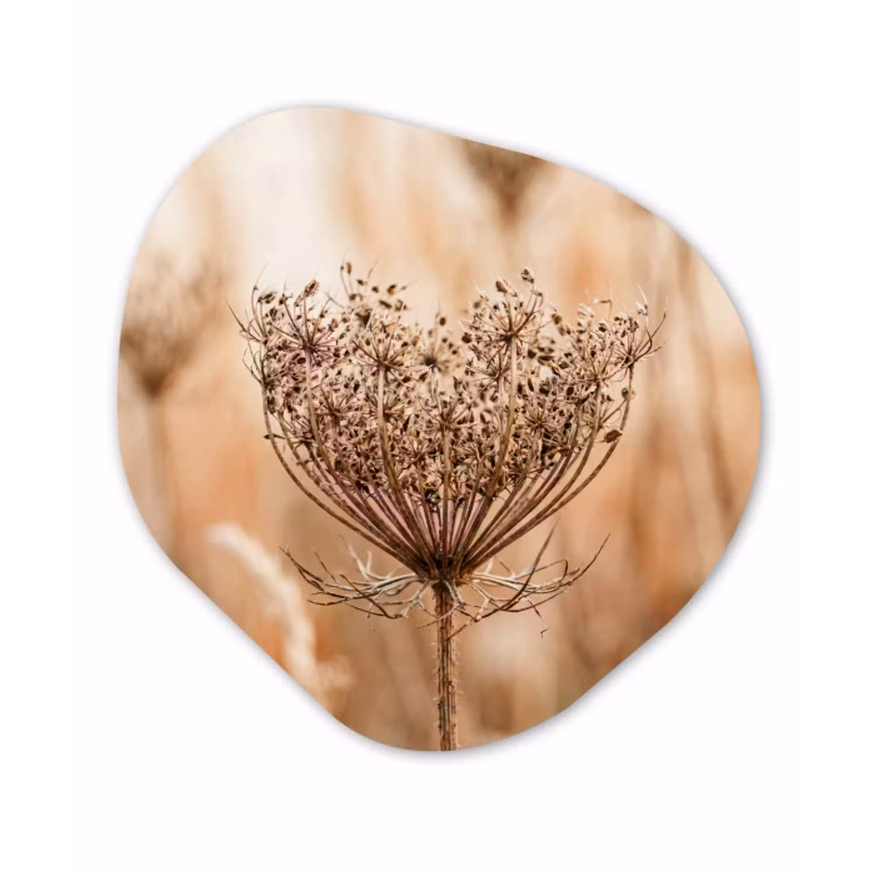 Schermbloem - Droogbloem - Winter - Beige - Minimalistisch Wandcirkel Organisch Forex 3mm klein -3d